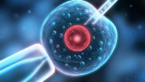 美国代怀生子公司|美国试管婴儿技术：取滋养层细胞会伤害胚胎吗？